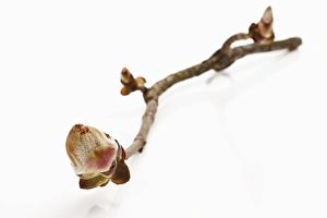 Buck Gallery: Horse chestnut (Aesculus hippocastanum) bud