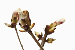 Buck Gallery: Horse chestnut (Aesculus hippocastanum) buds