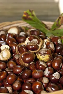 High Prints: Horse Chestnuts or Conkers (Aesculus hippocastanum) with chestnut leaves