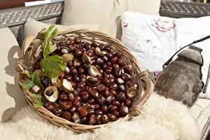 Containers Prints: Horse Chestnuts or Conkers (Aesculus hippocastanum) with chestnut leaves