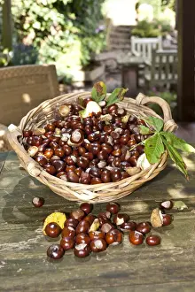 Out Of Focus Prints: Horse Chestnuts or Conkers (Aesculus hippocastanum) with chestnut leaves