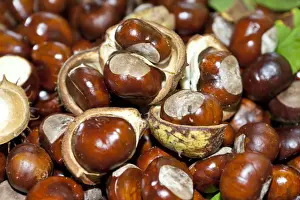 Fill Prints: Horse Chestnuts or Conkers (Aesculus hippocastanum) with chestnut leaves