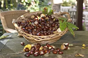 Blurrings Prints: Horse Chestnuts or Conkers (Aesculus hippocastanum) with chestnut leaves