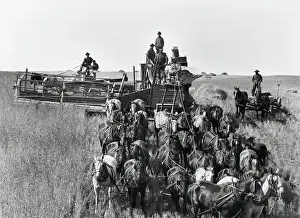 1880s Prints: Horse-Drawn Harvestor; 30 Horses, Wheat