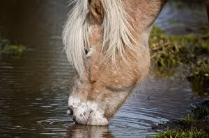 Images Dated 7th April 2012: Horse Drinking