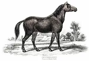Images Dated 17th June 2015: Horse Engraving 1841