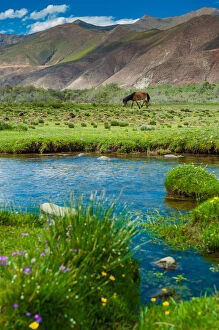 Images Dated 12th June 2010: A horse fed on tibetan grass field