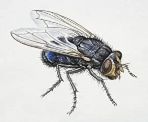 Arthropoda Gallery: Horse Fly, Fidena castanea, side view