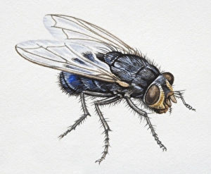 Insecta Gallery: Horse Fly, Fidena castanea, side view