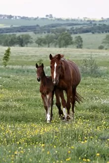 Perissodactyla Gallery: Horse and foal grazing in a meadow
