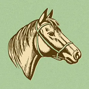 Horse Head