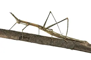 Horse Head Grasshopper -Pseudoproscopia latirostris-, Tambopata Nature Reserve, Madre de Dios Region, Peru