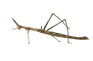 Peru Prints: Horse Head Grasshopper -Pseudoproscopia latirostris