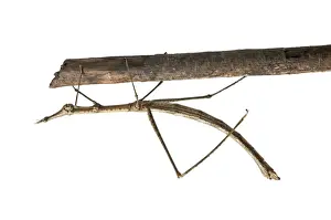 Imitating Prints: Horse Head Grasshopper -Pseudoproscopia latirostris