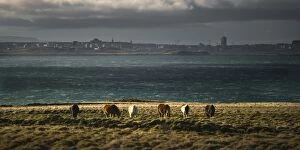 Images Dated 27th October 2013: Horse herd with Reykjavik in background