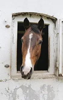 Equidae Prints: A horse looking out of its stable