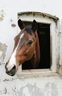 Vertebrate Gallery: A horse looking out of its stable