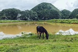 Images Dated 22nd September 2014: Horse on a pasture in ViAnales valley, in Cuba