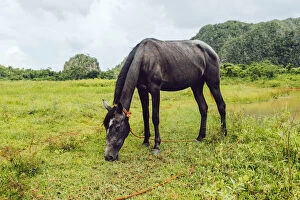 Images Dated 22nd September 2014: Horse on a pasture in ViAnales valley, in Cuba
