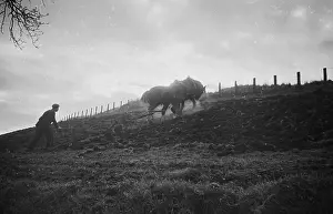 Working Anim Prints: Horse Ploughing