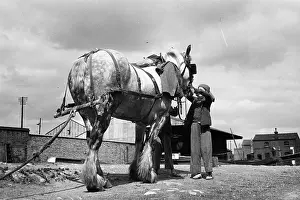 Working Ani Prints: Horse Power