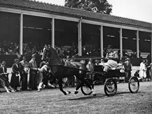 Landscape Male Animal Working Prints: Horse Racing