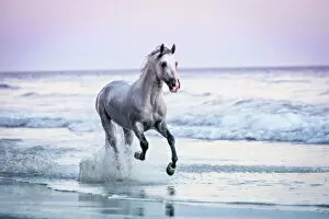 Images Dated 7th December 2013: Horse Running on Beach