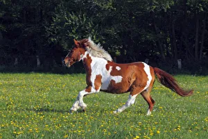Odd Toed Ungulate Gallery: Horse running in a paddock, Lewitzer Pony, Lewitzer Pinto -Equus przewalskii f. caballus-