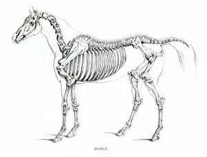 Images Dated 17th June 2015: Horse skeleton engraving 1841
