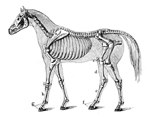 Images Dated 30th July 2016: Horse skeleton engraving 1888