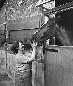 Stable Prints: Horse In Stable