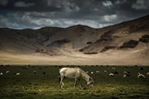 Images Dated 3rd July 2012: Horse stands in grass field