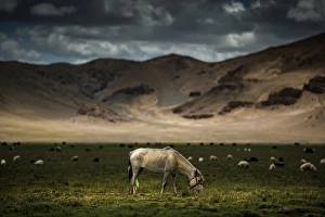 Images Dated 3rd July 2012: Horse stands in grass field