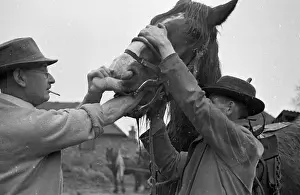 Roles And Prints: Horse Teeth Check