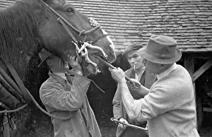 Roles And Prints: Horse Teeth Clip