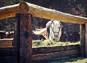 Images Dated 13th July 2011: Horse whipping tail on California ranch