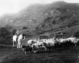 Horseback Shepherdess
