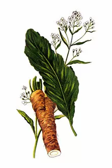 Images Dated 25th November 2018: Horseradish (Armoracia rusticana, syn. Cochlearia armoracia)