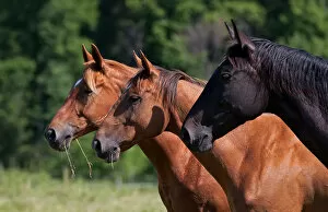 Images Dated 5th July 2014: Three horses
