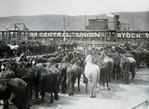 Yonkers Prints: Horses Crowded for Transport