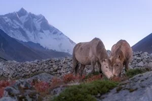 Images Dated 3rd October 2015: Two horses at Dingboche village, Everest region