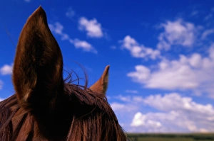 Images Dated 2nd September 2005: Horses ears, close-up