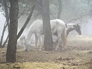 Images Dated 12th April 2015: Horses eating in a forest