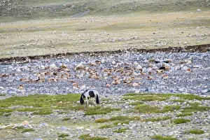 Horses (Equus ferus caballus) grazing alongside river, Gashuun Suhayt, Khovd Province, Mongolia