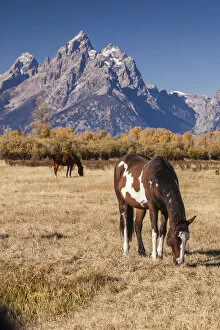 Images Dated 28th September 2016: Horses (Equus ferus caballus) grazing in meadow, Grand Teton National Park, Jackson Hole, Wyoming