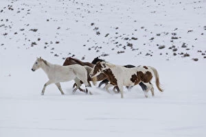 Images Dated 30th January 2017: Horses (Equus ferus caballus) running in winter snow, Hideout Ranch, Shell, Wyoming, USA