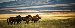 Images Dated 13th August 2013: Horses galloping over the field in Kazakhstan