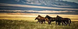 Images Dated 13th August 2013: Horses galloping over the field in kazakhstan