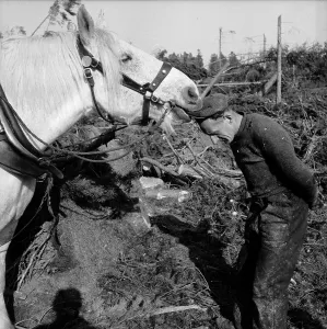 Hurricane Prints: Horse's Hat Snack