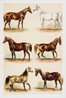 Images Dated 7th June 2015: Horses illustration engraving 1882